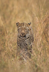 A head on shot of leopard in savannah at Masai Mara, Kenya