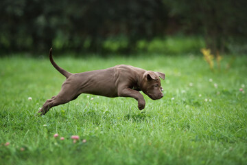 Cute american pit bull terrier puppy outdoors