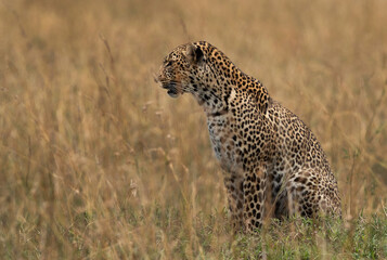 Closeup of a Leopard in the savannah, Masai Mara, Kenya