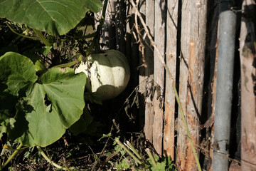 green pumpkin grow near wooden fence