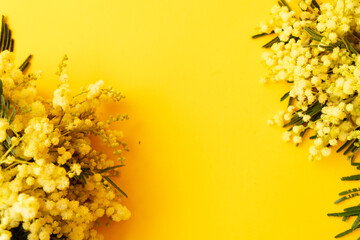 Mimosa fresh flowers on yellow background, copy space, 8 march day background, mimose is traditional flowers for international womans day 8 of march - obrazy, fototapety, plakaty