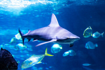 Shark in the water. Aquatic creature. Water world. Sea, ocean, lake and river fauna. Zoo and zoology.