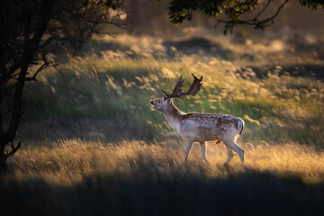 fallow deer during the rutting season