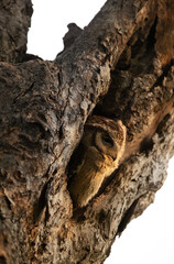 Indian scops owl in a tree burrow at Keoladeo Ghana National Park, Bharatpur, India