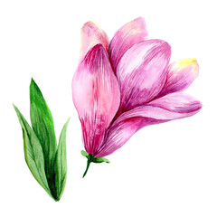 
Watercolor pink magnolia isolated on white background.