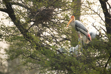 Painted stork with chick at Keoladeo Ghana National Park, Bharatpur, India