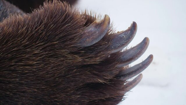 Big paw of brown bear with claws, fur, bearskin. Stuffed animal killed in hunt. Close-up. Dead grizzly is outside. Dangerous beast lies on snow, resting in zoo or natural zone in winter
