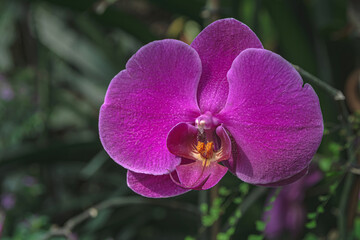 An image of a blooming orchid flower from the collection of the Botanical Garden of Tver University