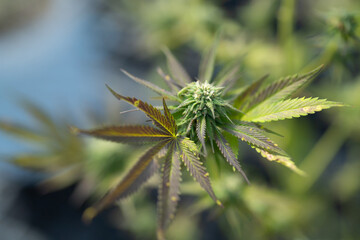 Outdoor marijuana field, hemp or cannabis plant flower leaves farm lab. Organic product in laboratory in technology medical, healthcare, research concept. Natural food. Ganja narcotic weed