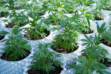 Outdoor marijuana field, hemp or cannabis plant flower leaves farm lab. Organic product in laboratory in technology medical, healthcare, research concept. Natural food. Ganja narcotic weed