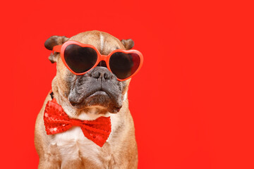 Funny French Bulldog dog wearing heart shaped Valentine's Day glasses and bow tie on red background...