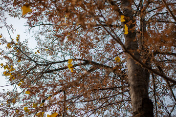 many autumn leaves on tree