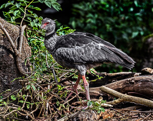 Obraz premium Southern screamer also known as the crested screamer. Latin name - Chauna torquata