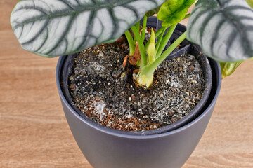 Mold growth on soil in houseplant flower pot - obrazy, fototapety, plakaty