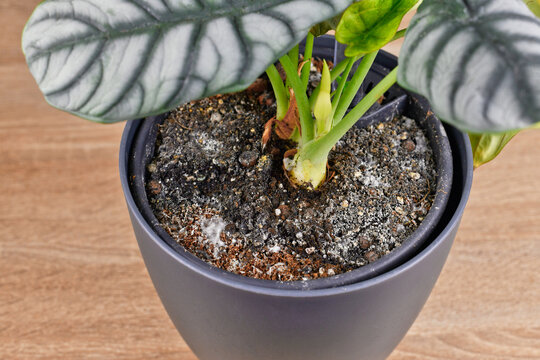 Mold growth on soil in houseplant flower pot