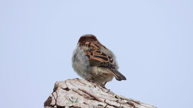 Haussperling (Passer domesticus)