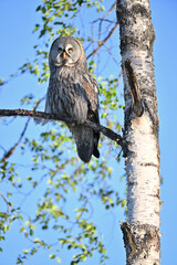 Great grey owl perched on birch tree branch