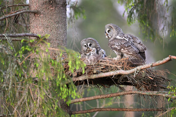Great grey owl family - female feeds her chick with vole - chick owlet swallowing prey