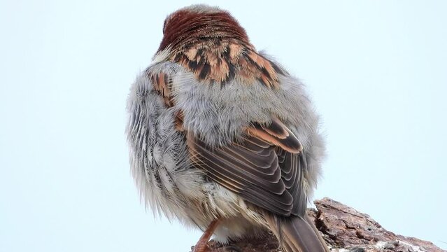Haussperling (Passer domesticus)