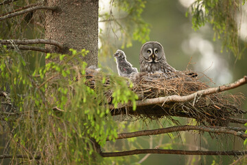 Great grey owl family - female with her chick owlet