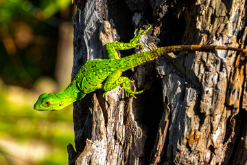 Obraz premium Caribbean green lizard hanging and climbing on tree trunk Mexico.