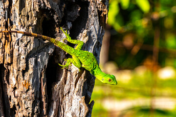 Caribbean green lizard hanging and climbing on tree trunk Mexico.