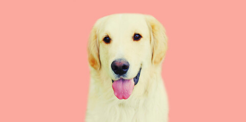 Portrait of happy Golden Retriever dog on pink background