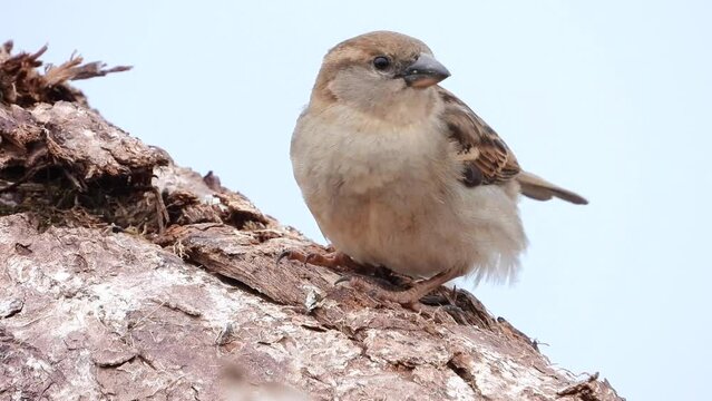 Haussperling (Passer domesticus)