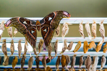 Attacus atlas and nymphs in the incubation chamber