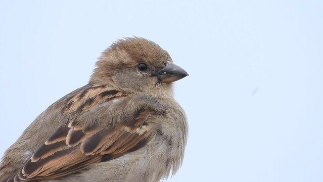 Haussperling (Passer domesticus)