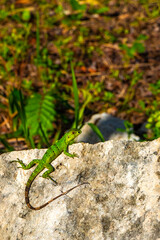 Caribbean green lizard on rock stone Playa del Carmen Mexico.