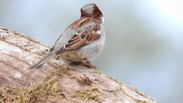 Haussperling (Passer domesticus)