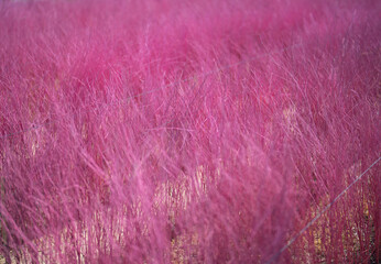 Close up of pink hay straw dry grass surface in rural countryside. Nature pattern texture background.