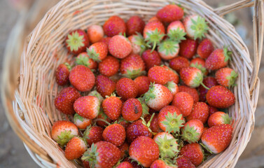 Picking up fresh strawberry fruits. Raw organic healthy food. Shopping in farm. Cooking and eating products. Vitamin. Cultivation