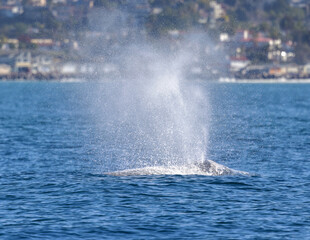 Gray Whale