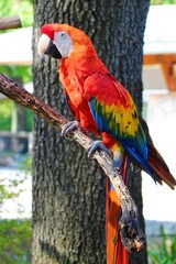 Animal life & the zoo