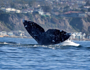 Fototapeta premium Gray Whale