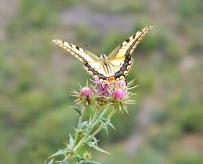 butterfly on flower