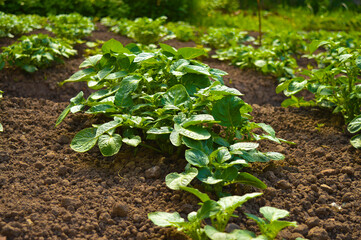 potato bushes grow on a potato farm. potato cultivation concept. green potato leaves background