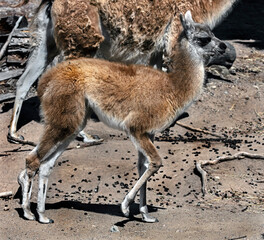 Young guanaco. Latin name - Lama guanicoe	