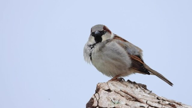 Haussperling (Passer domesticus)