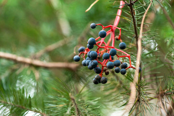 Bunches of ripe wild grapes in fir trees close-up copy space