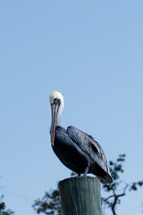 pelican on a pole