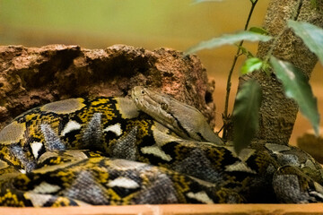 Reticulated python closeup shot, non venomous snake.