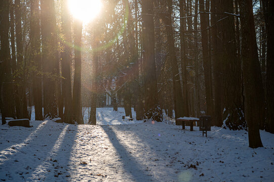 Walking path in the park on a sunny winter day, Durbe, Latvia