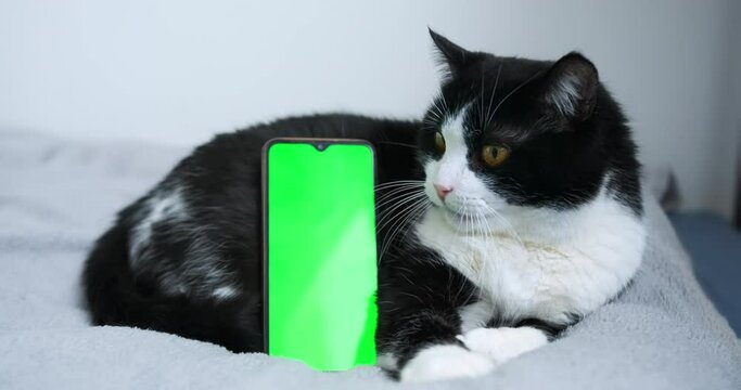 Close up, adult cat with green screen phone. Fluffy cat laying on bed in white, light room, looking into chroma key mock-up on smartphone. Cute animal pet near display gadget. Funny domestic cat