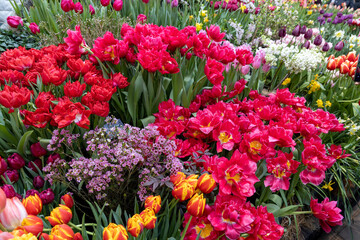 Fototapeta premium Spring flowers on exhibition in the Botanic Gardens of Moscow State University