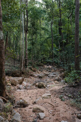 Dry riverbed in the jungle with sand and rocks