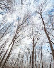 upward view of the blue clear winter sky with clouds and the sun through the bare thin crowns of trees