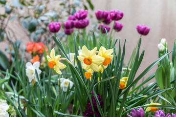 Fototapeta premium Spring flowers on exhibition in the Botanic Gardens of Moscow State University